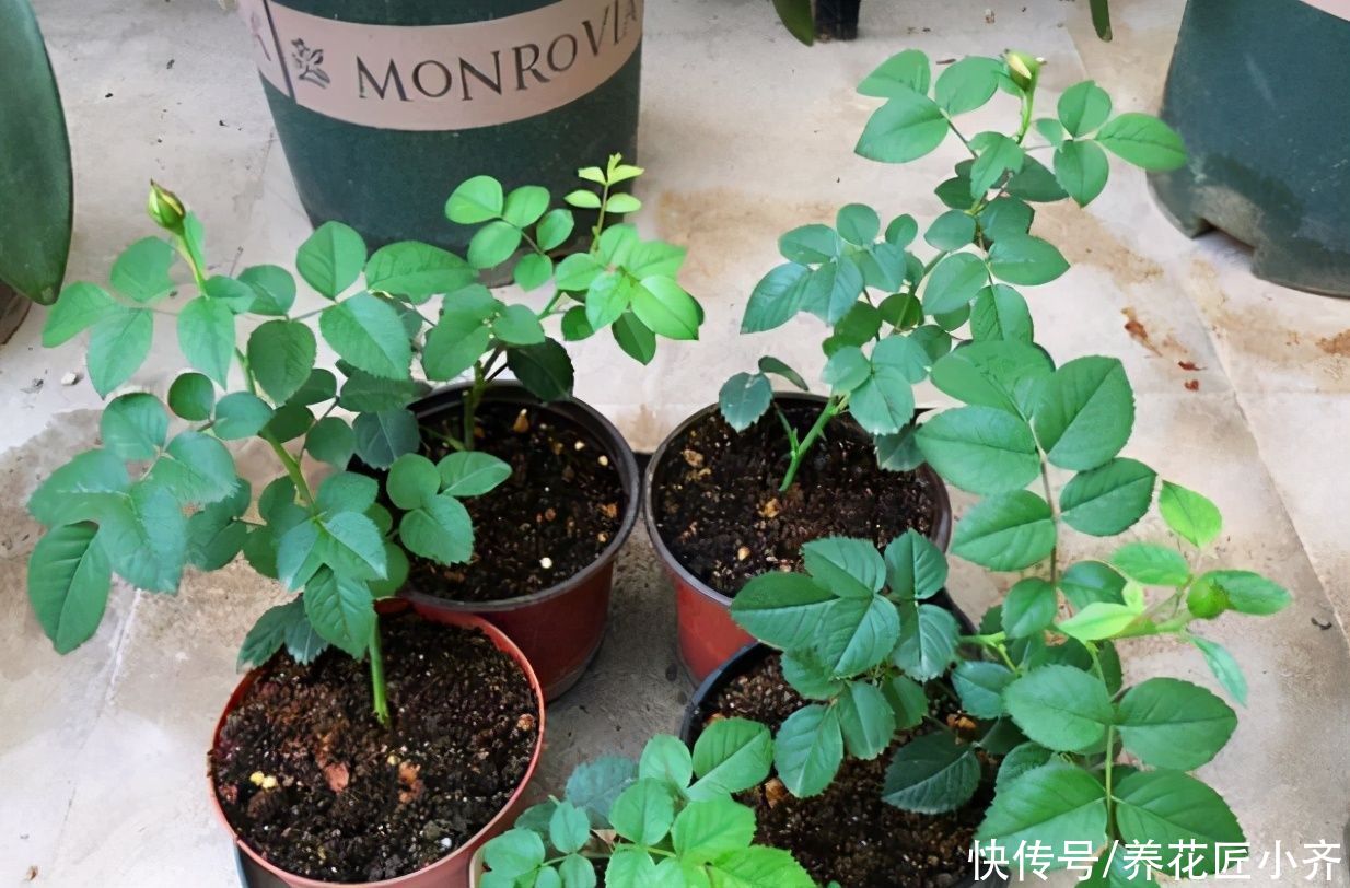 修剪|月季扦插其实非常简单，趁着花后修剪，选对枝条，掌握技巧生根快