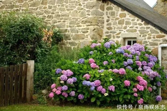 天竺葵|5种花不用管,盆栽地栽都好养,自己就能长成大花球,花开还惊艳