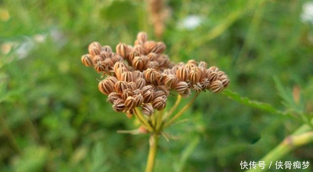 蛇床|如果它刚好长在你家地旁,请记得采摘草籽,有价值,并且很珍贵