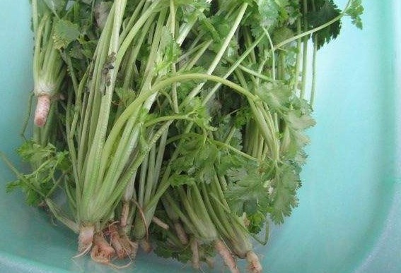 泡水|女性常喝“香菜根”泡水,三个好处主动上门,但3个事项要了解