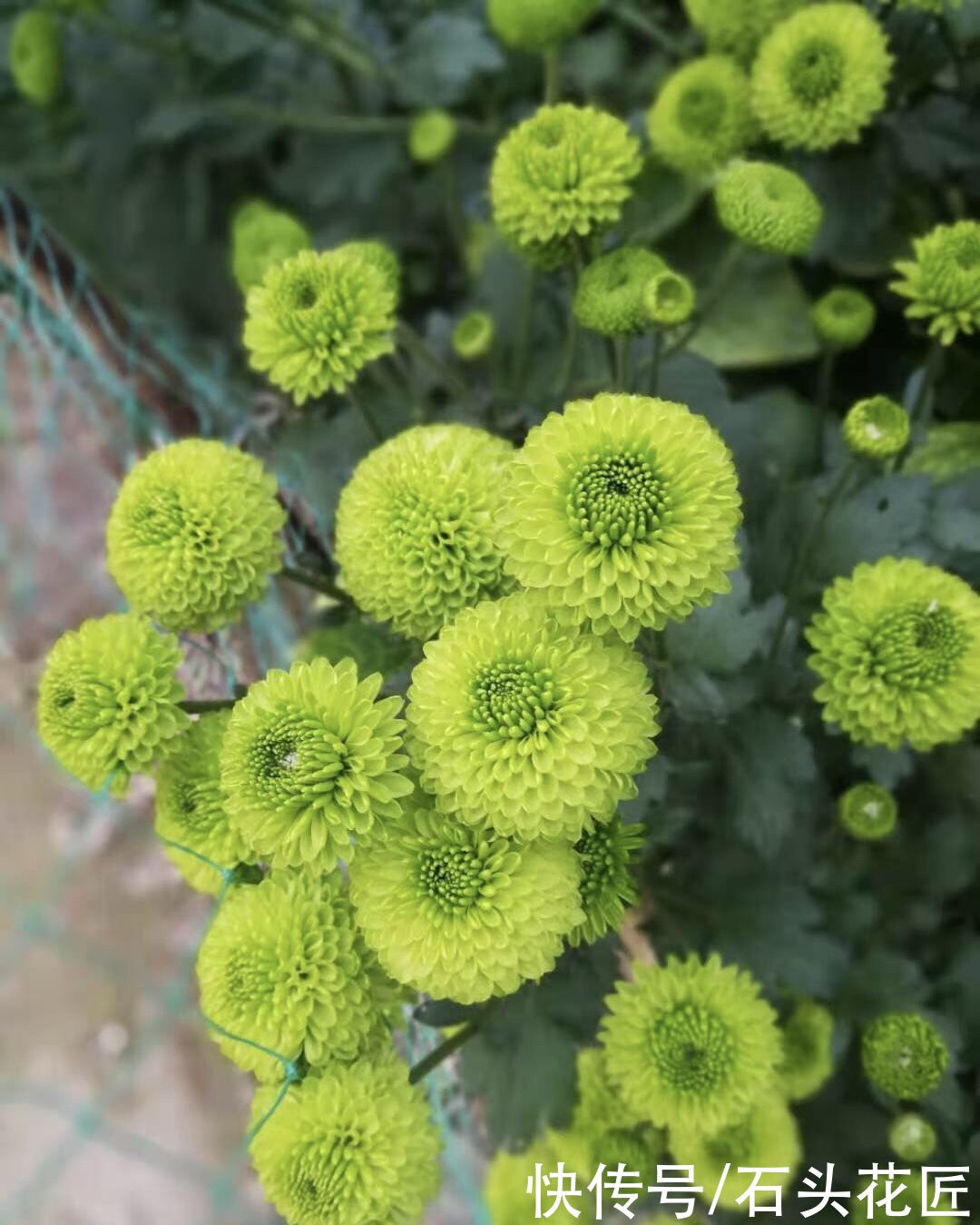 菊花上千种，石头最喜欢1种，花苞像“乒乓球”，1年开两次