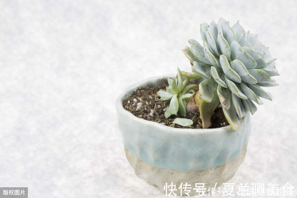 多肉植物怎么浇水？提供浇水七大知识点，让养殖多肉变得更加简单