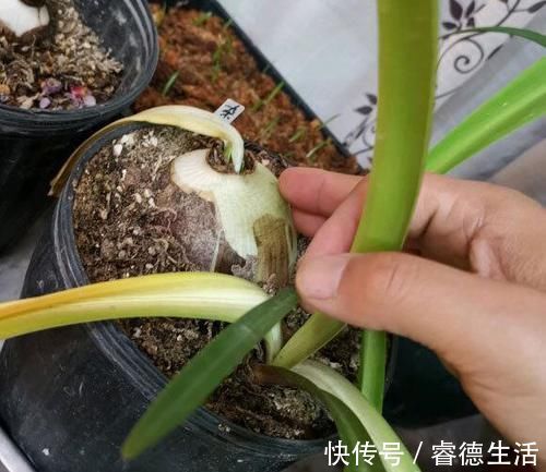 休眠期|朱顶红花后休眠期管理,地栽盆栽培壮为先