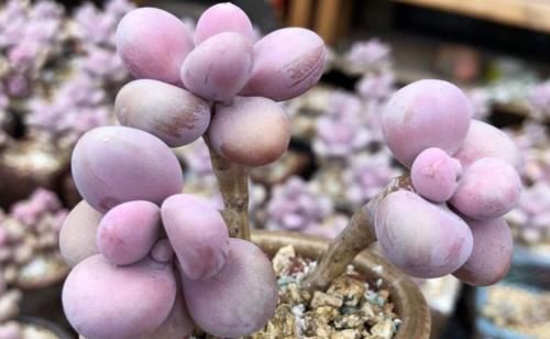 给桃蛋老桩多肉配盆是技术活,配好了锦上添花,配不好则影响颜值