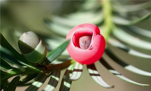 美容養(yǎng)顏|40歲女性多吃3種食物，排毒養(yǎng)顏，滋潤(rùn)肌膚，早吃早好