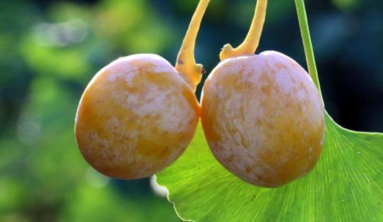 秋季这种“金果”掉满地,大家都说有毒,大妈却抢着捡回家