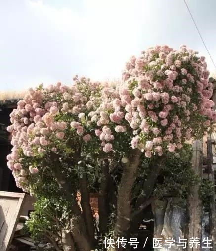 什么长寿花、富贵竹都不如养这“4种树”,寓意吉祥,越养越值钱!