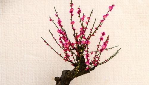 养花还不知道选啥？八种花从古到今一直受人喜欢，你家里有吗