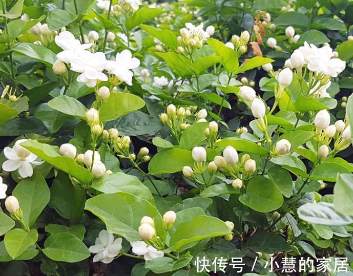 茉莉花|9月养茉莉花,花盆里掺一点“它”,枝繁叶茂,开花又大又香