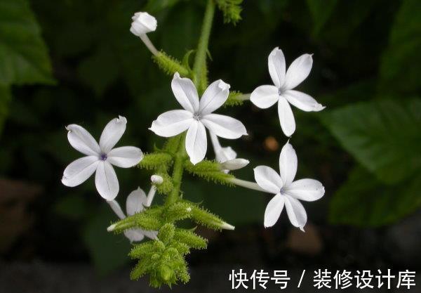 湿润|养花试试这几款,叶片很小,生长速度很快,非常迷你