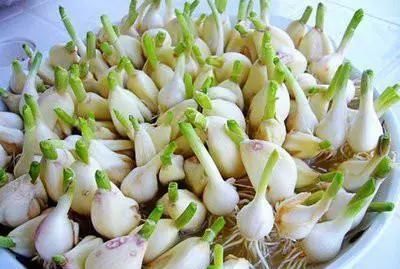 翻倍|4种蔬菜发芽后,不仅没毒,营养还翻倍,可以放心吃