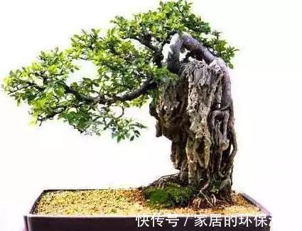 漂亮|漂亮的附石盆景，令人爱不忍释