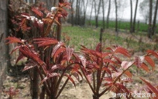 食物|在农村长大的你,你有全部吃过这些食物吗!尤其是最后一种