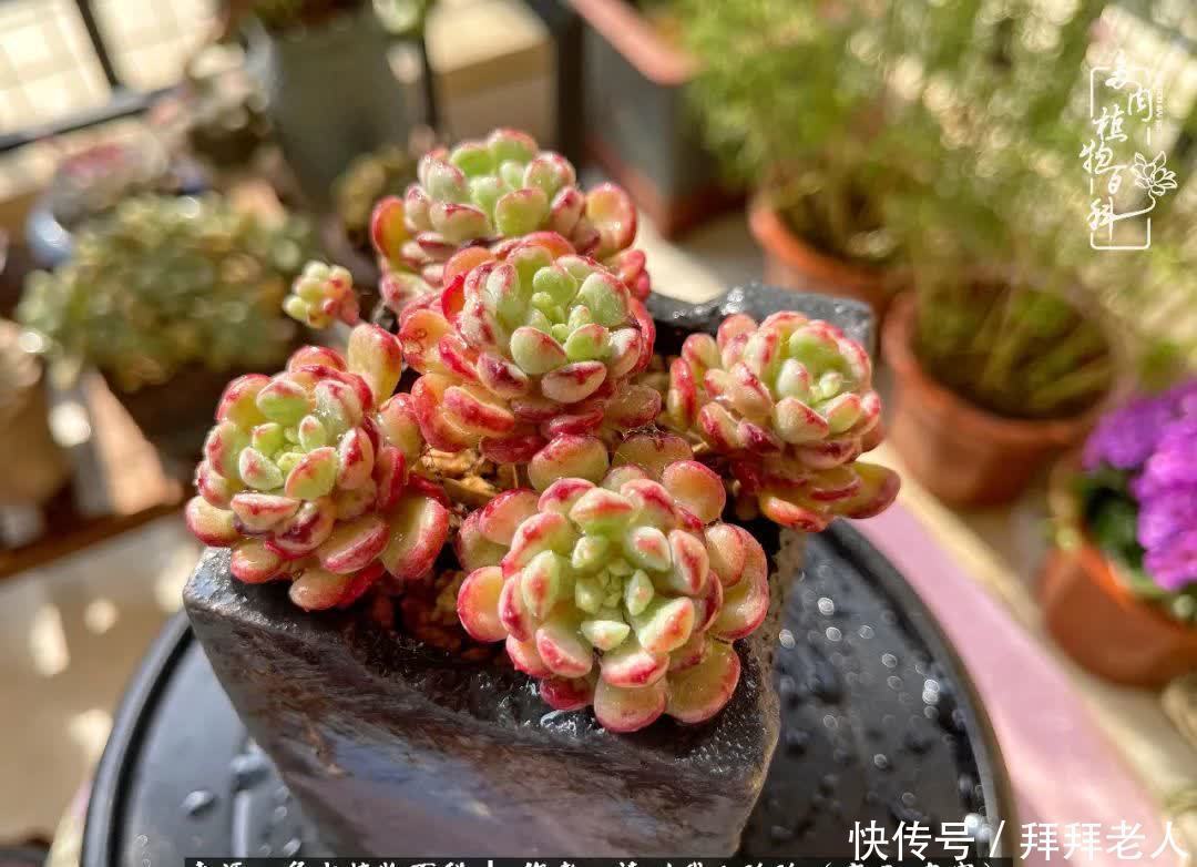 多肉与我,不负时光韶华!