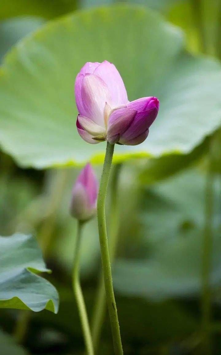 见者|见者好运＂莲莲＂哦~大明湖罕见并蒂莲雨中绽放，能保持4到5天