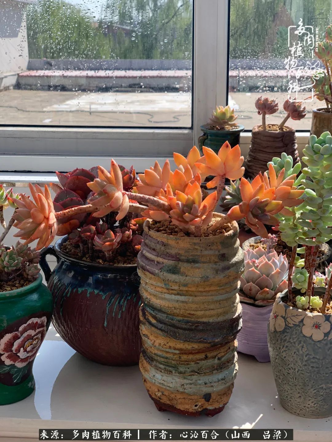 夏季的多肉，绿色才是主色调！努力呵护，期待绽放的那一刻！