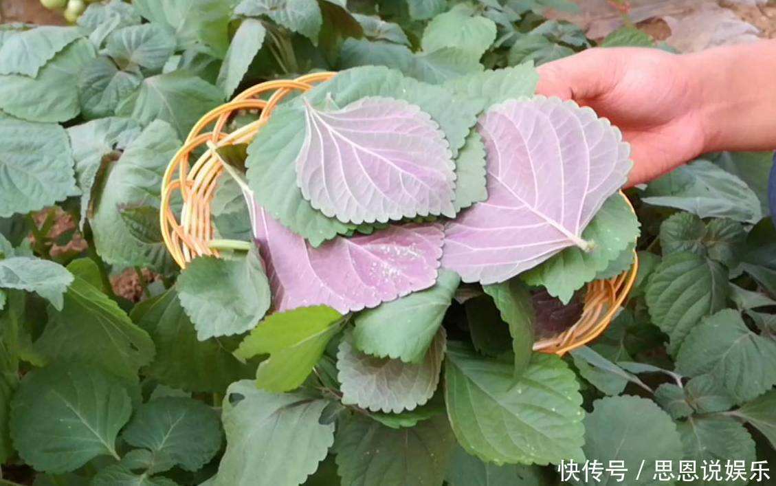 鱼腥草|过去被用来治感冒，农民以为不能吃，如今5元一斤成美味