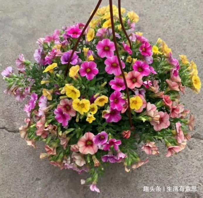 阳台爆盆首选，百万小玲，养护很简单，注意4个细节，花开200天