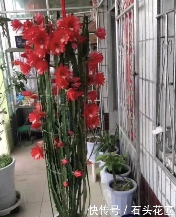 阳台|他家阳台养了“20盆”令箭荷花，长到1米5高，花苞巴掌大