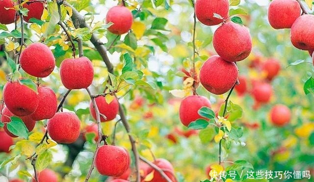 盘点厉害的水果品种推荐
