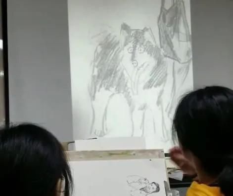 哈士奇!美术生画哈士奇,最后一个画出灵魂,全班同学发出猪一般的笑声!