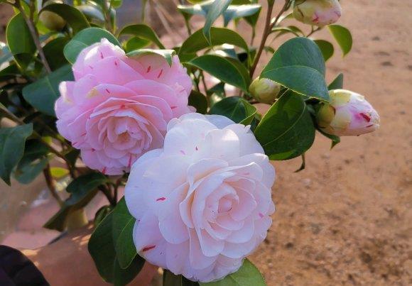 茶花|夏天养茶花,3件“要紧事”,花芽才接着长,憋出“一树”花骨朵