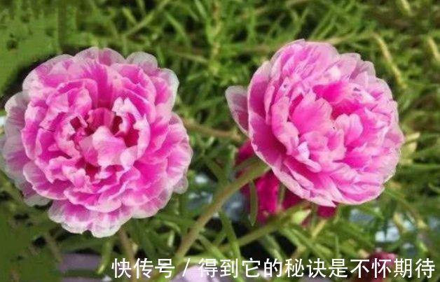 庭院选这几款花,花姿妖娆,香味扑鼻,一养就上瘾!
