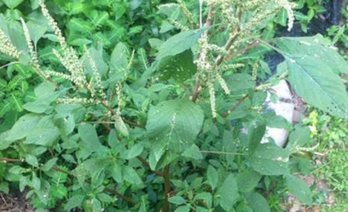 曾是田里一大害草,如今却成了高价野菜,8元一斤爱吃的还不少