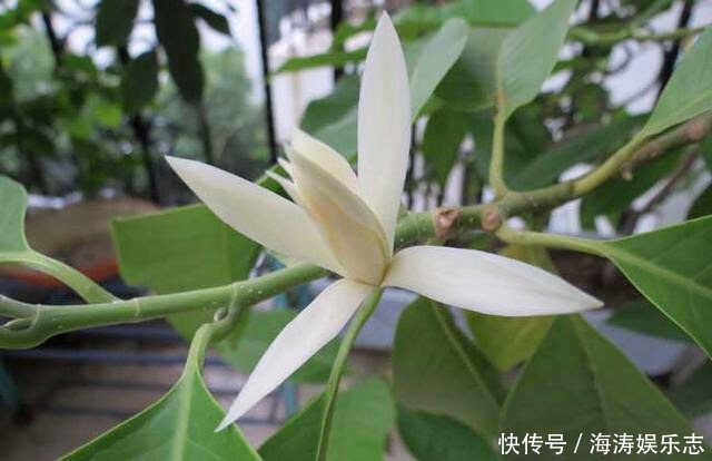 修剪|这花比茉莉还好闻，家里养一盆，花一开就是大半年！