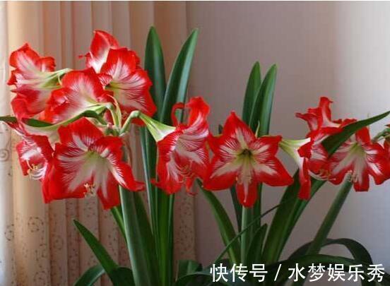 阳台|适合养在阳台的几种花卉,阳台开出花海,黄绿交辉,内敛美
