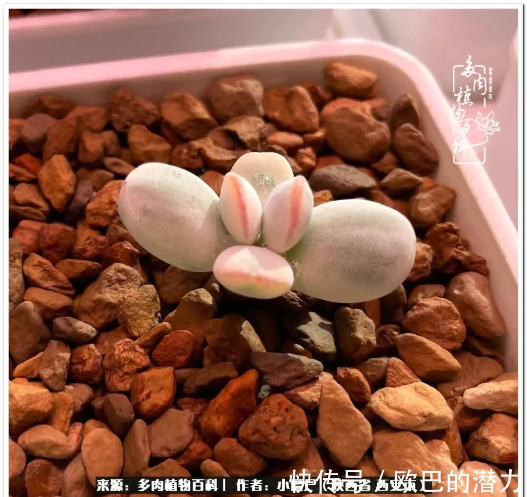 从景天到水泡和肉锥,那些年阳台种植多肉的历程!