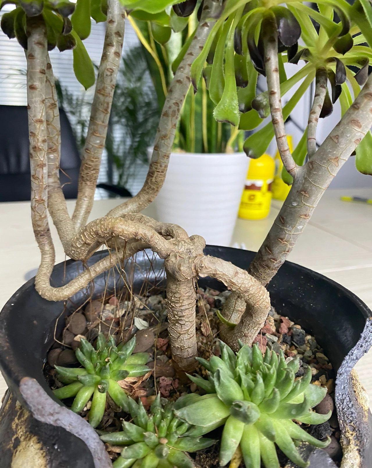 如何把多肉养成老桩,一看就价格不菲