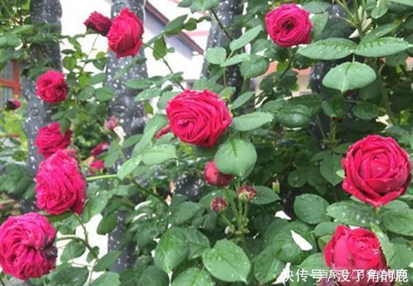 读书台|这10种红色月季漂亮喜庆，个个抗病好养，快收藏