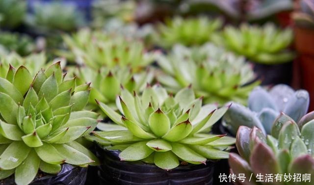 多肉植物不爆小头,用这个方法,比砍头更简单!