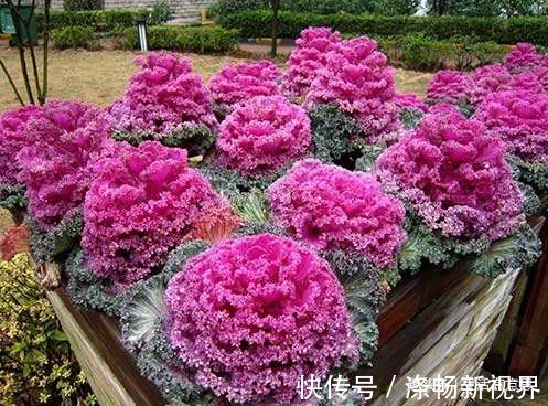 做梦都想变成花的青菜,梦想成真!逆袭成功变盆栽,教你养护方法