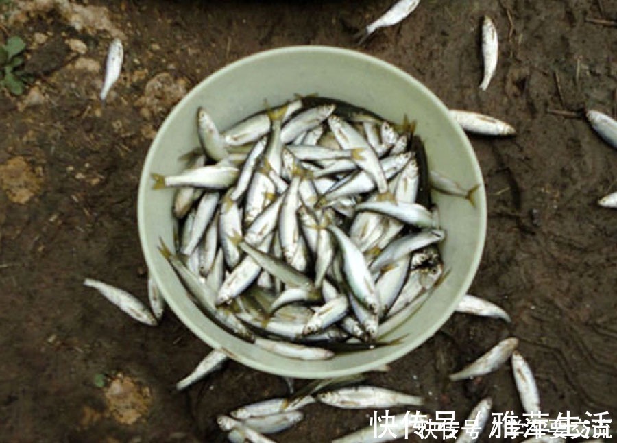 白条闹钩,被钓友所唾弃,总结7种应对方法