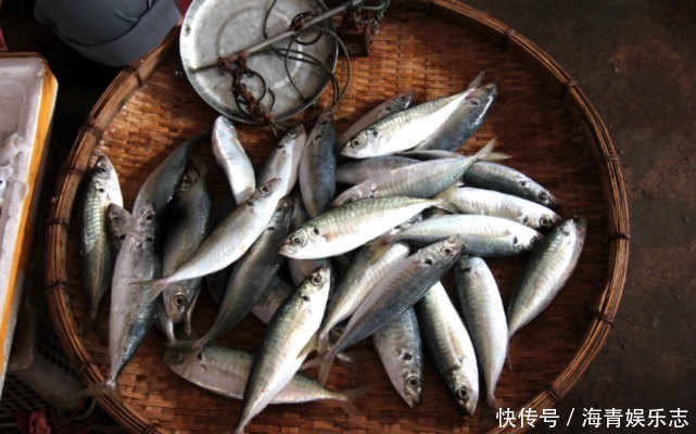 野生|这三种鱼,目前为止没办法人工养殖,所以放心买着吃吧