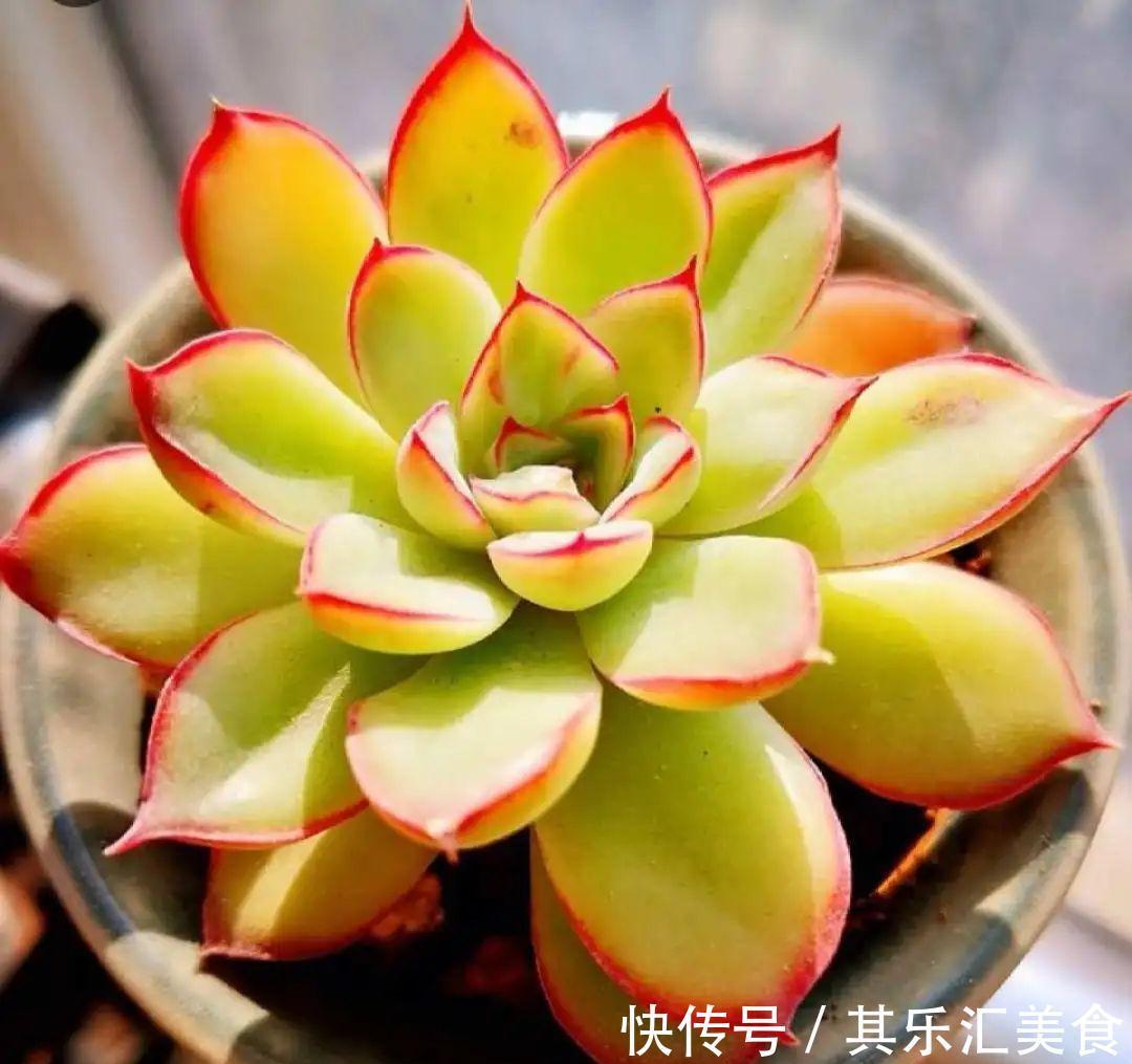 养花技巧：养花别用这种盆，养啥死啥，1棵都不剩