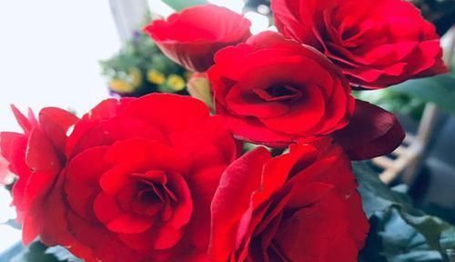 天竺葵|夏天养这四种花的时候要注意,花也需要休眠,不然容易出现问题