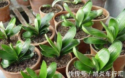 想观花赏叶就盆栽君子兰,学会播种、分株,养一盆得多盆