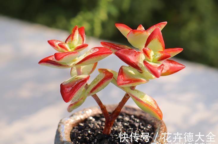 多肉自由女神——秋天入手冬天就美了,上色之后实物比照片还好看