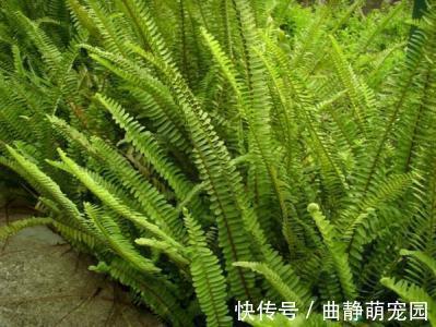 大山|农村大山里的野草,农民拿来当柴烧,老中医当宝,补肝肾,活筋骨