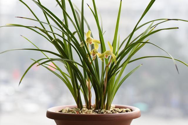 兰友养兰|兰花不开花,这个方式你试过了吗很多花友说很好用。
