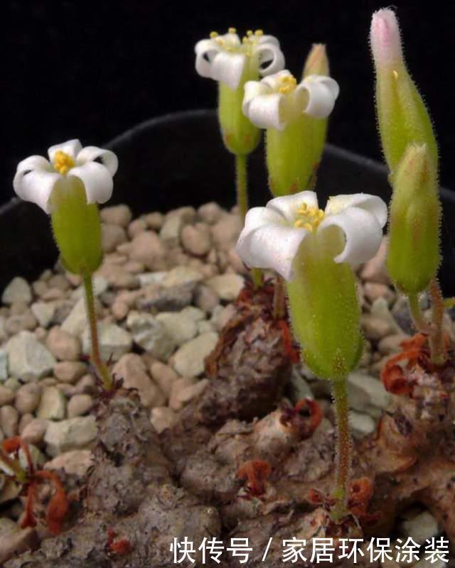 南非|来自南非的奇异块根,叶子比花还美的多肉植物