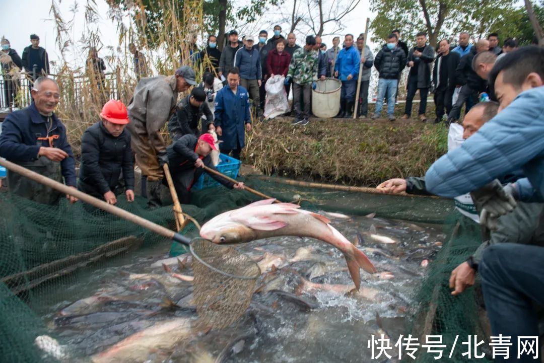 五水共治|大场面！凌晨6点杭州捕起“大家伙”！有人带着麻袋赶来