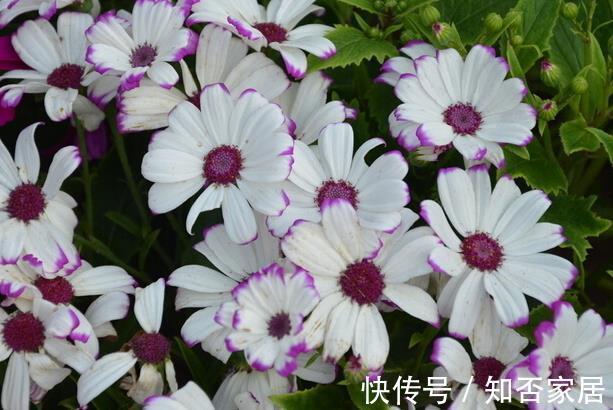 杜鹃|农历6月12该养什么花?这些花最适宜,颜色鲜艳漂亮,价格还便宜