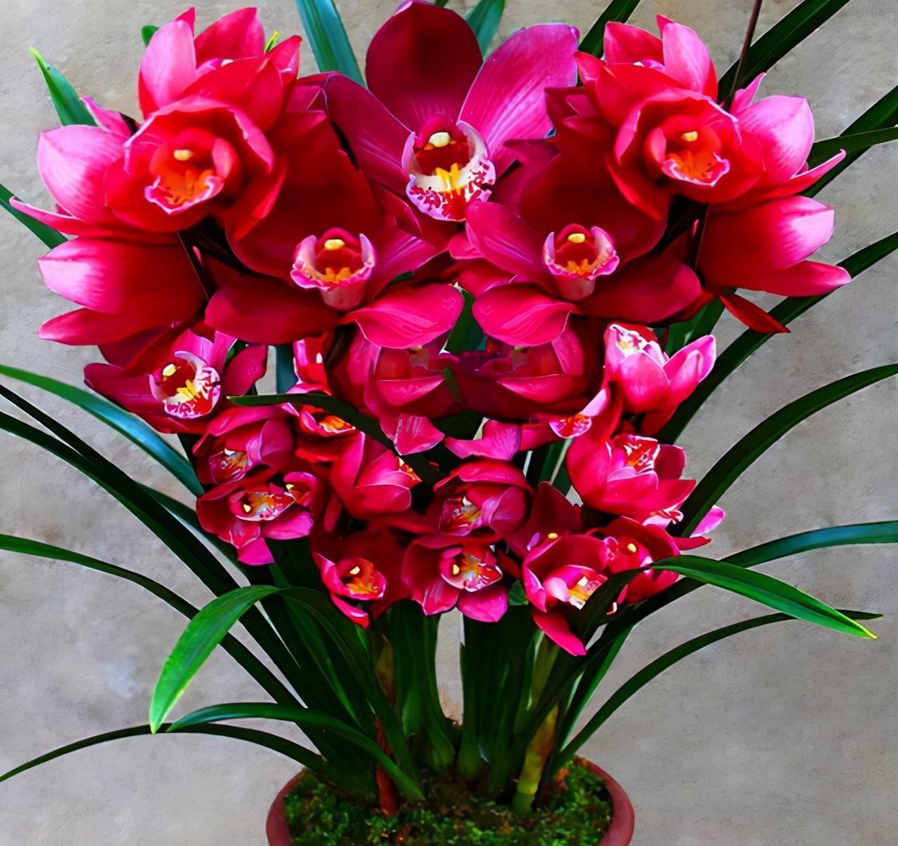 年宵花买大将军，花大色艳，平常打理简单，价位很亲民