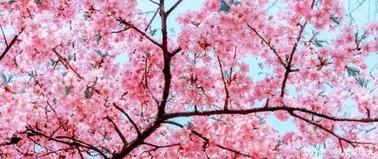 科举|“过时君未赏,空媚幽林前”——刘长卿的《晚桃》,为谁而作?