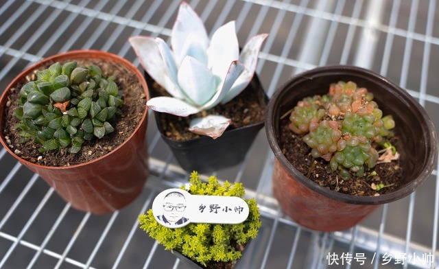 仙气飘飘|平时太忙懒得打理?这几种肉肉适合“懒人”放养也能仙气飘飘