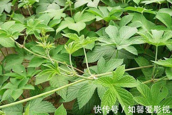 雨久花|农村到处可见的4种野草,被很多人选择无视,其实药用价值很高!